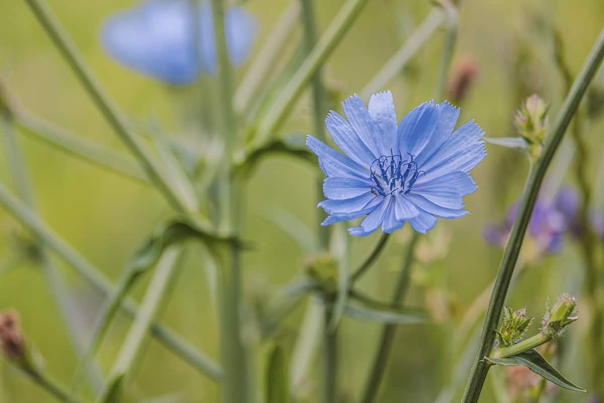 蓝色 - 花朵 - 植物