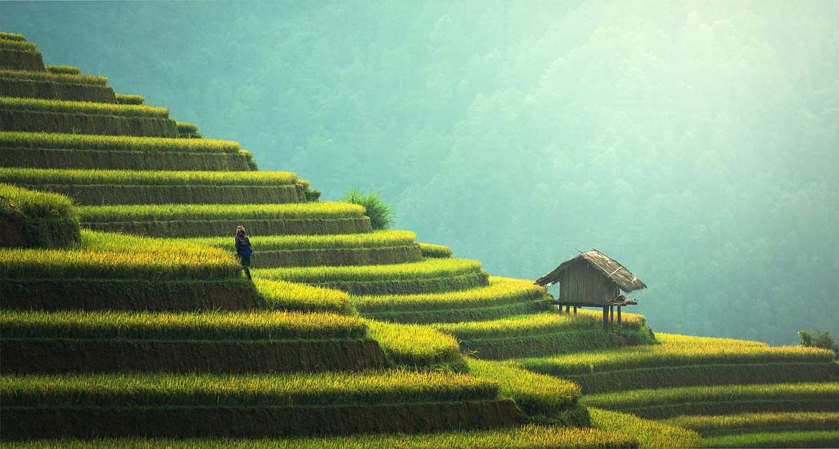 terraço-agricultura-arroz