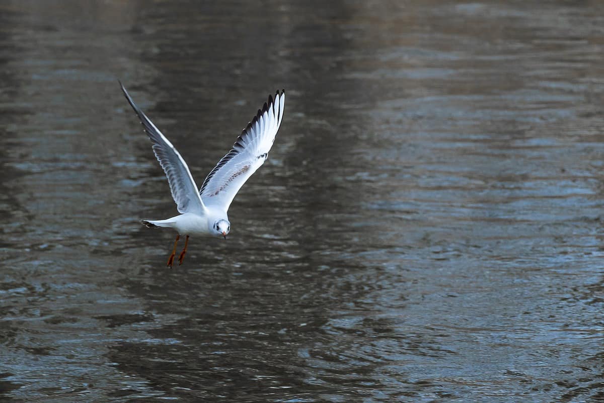 water - lake - bird