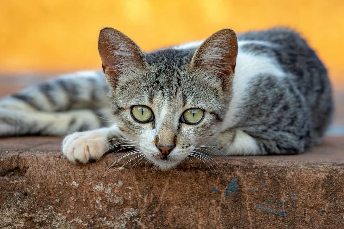 cat-laying-down