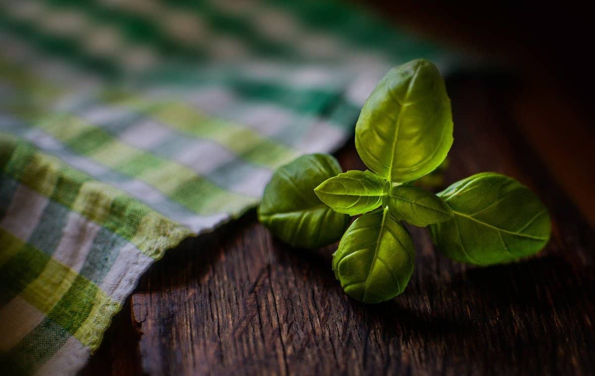 herb-desk-plant