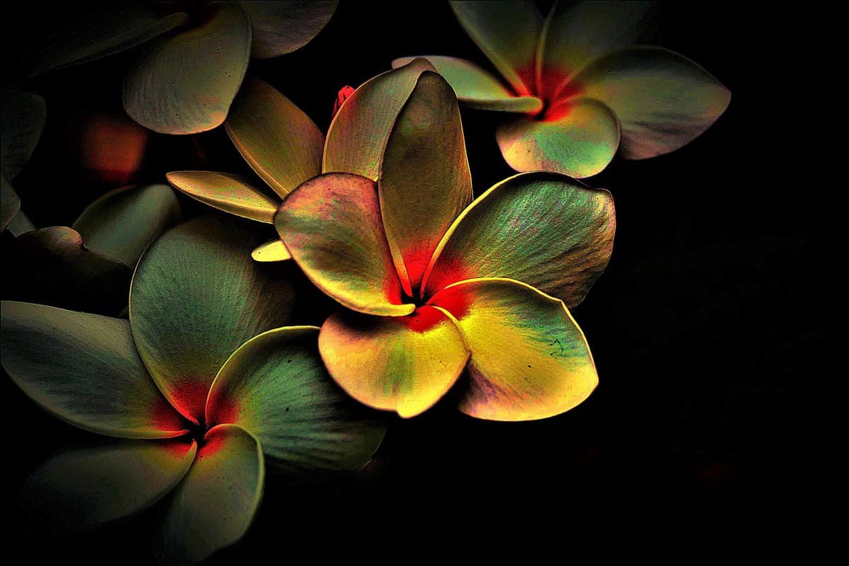 flowers- colors - petals