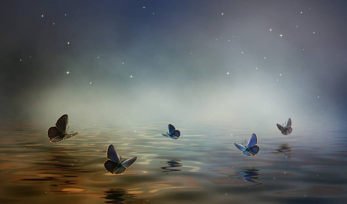 butterflies-water-floating