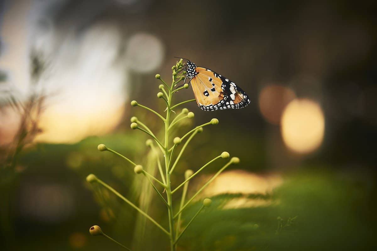 change - butterfly - flowering