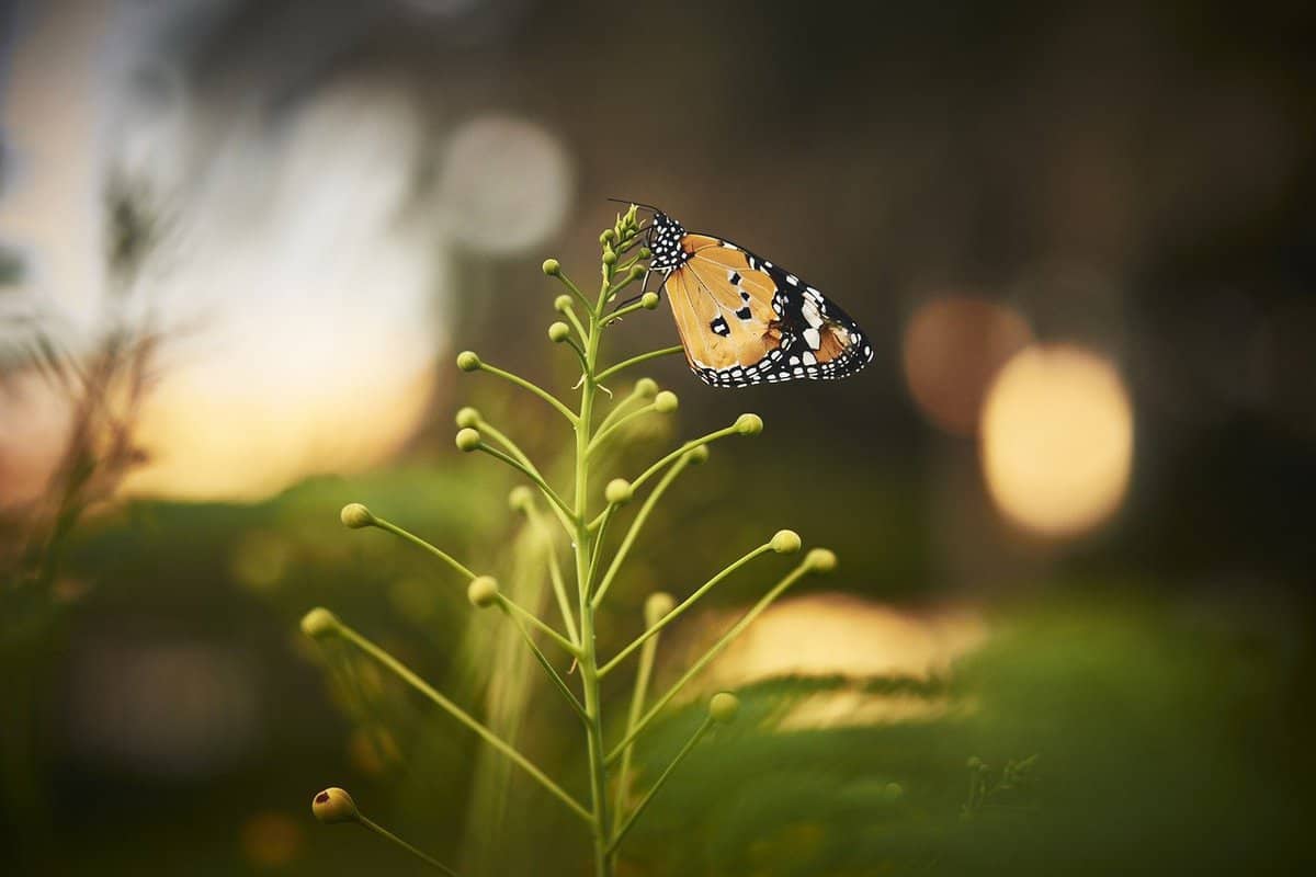 cambio - mariposa - floración