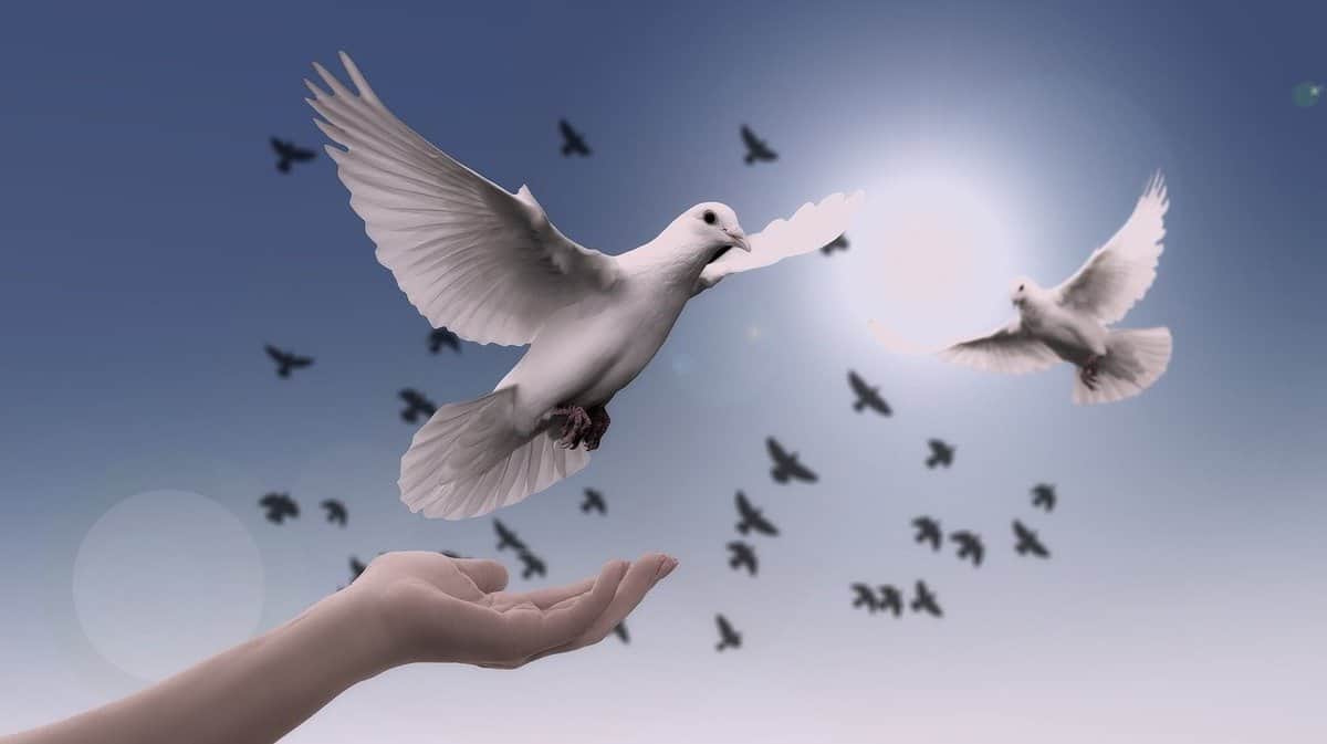 white - dove - light