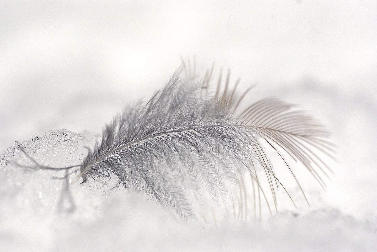 feather - white - meaning