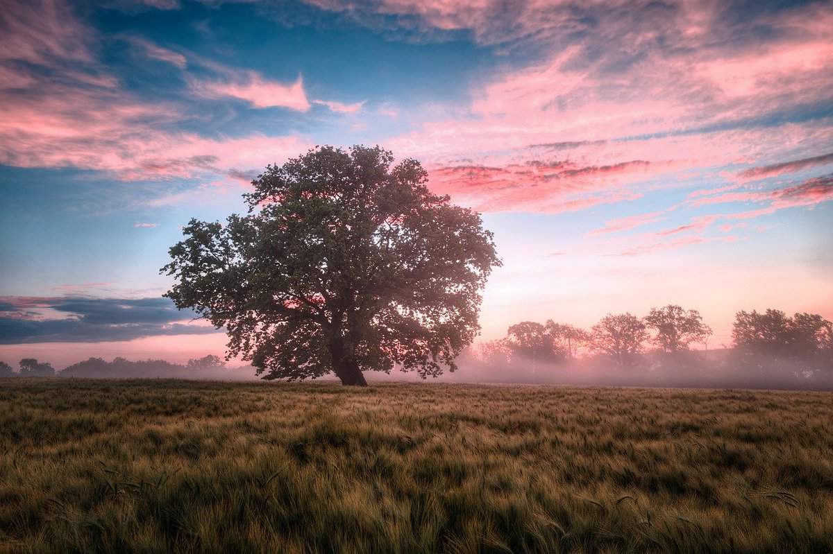 árbol - hermoso - atardecer