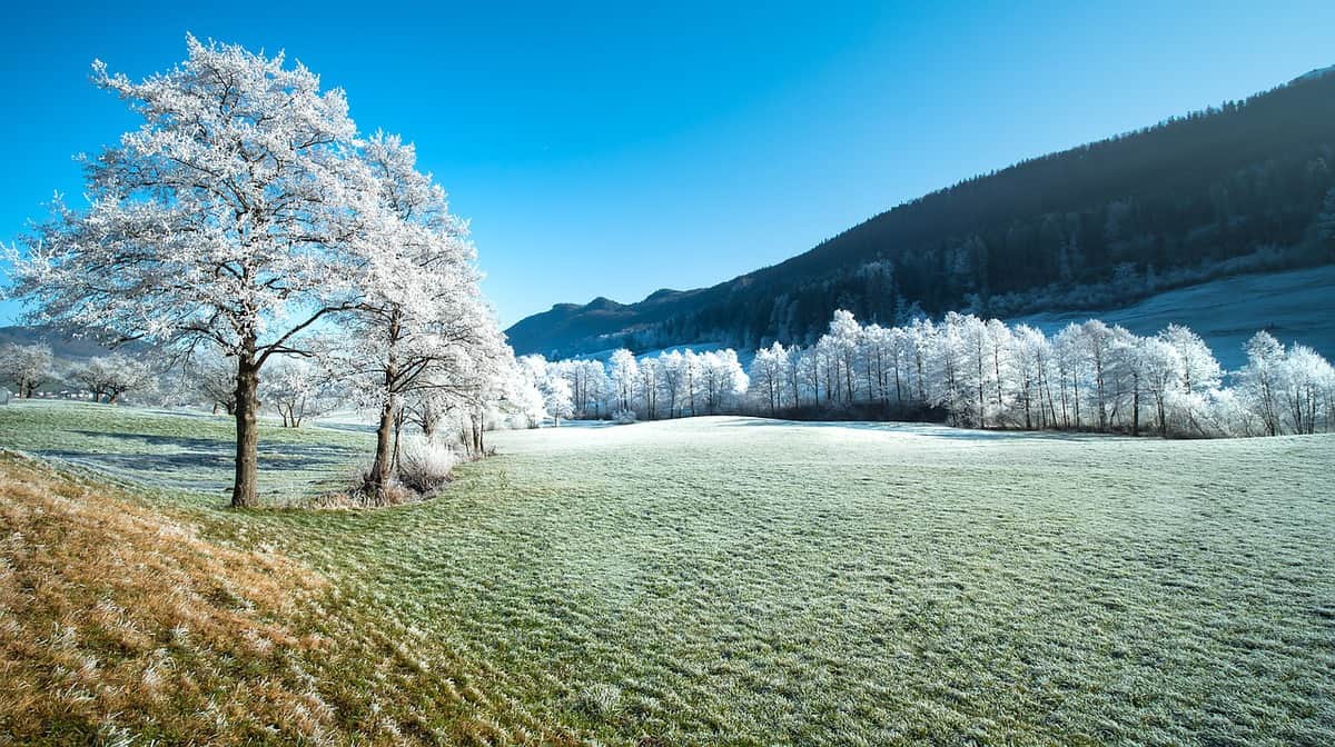 árboles nevados-paisaje