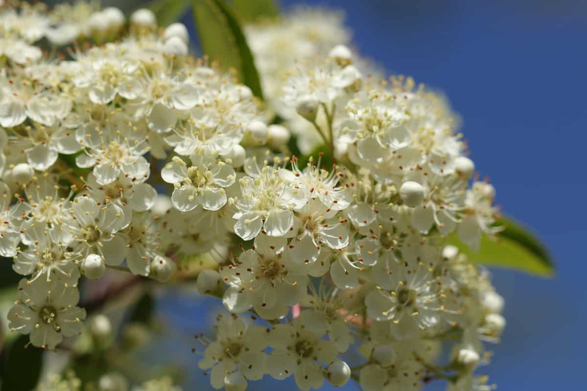 florecimiento-naturaleza-belleza