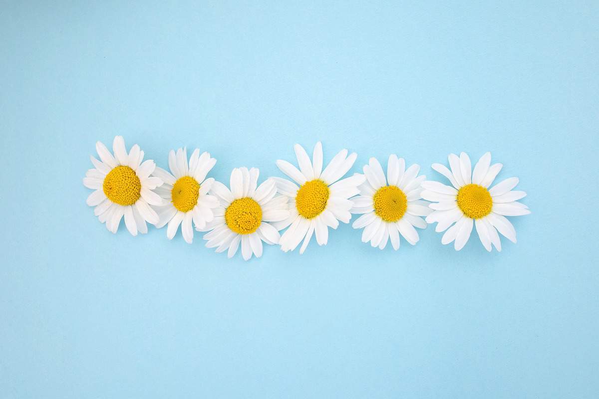 little - flowers - white