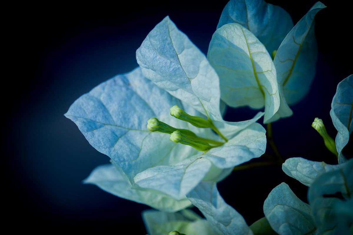 tranquillità-spiritualità-fiore