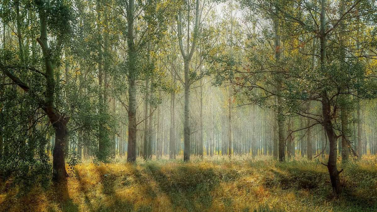 woods-light-nature