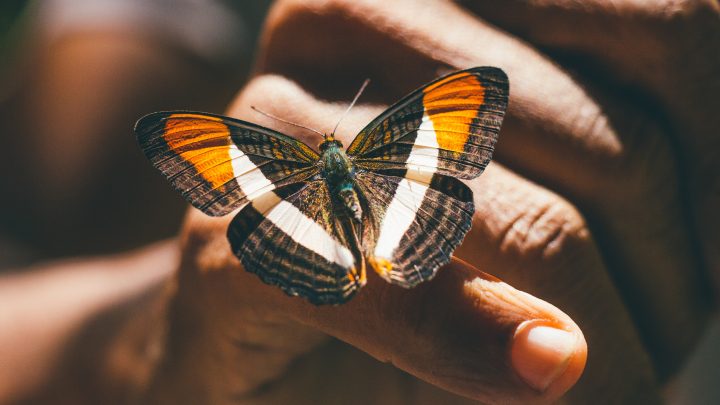 The Symbolism of Butterflies: Transformation, Hope and Rebirth