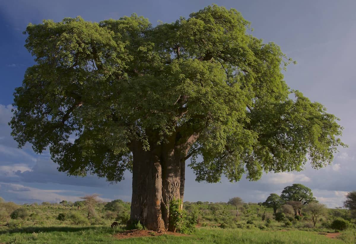 baobá - árvore- savanah