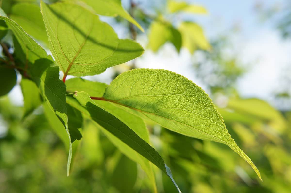 light - nature - leaves