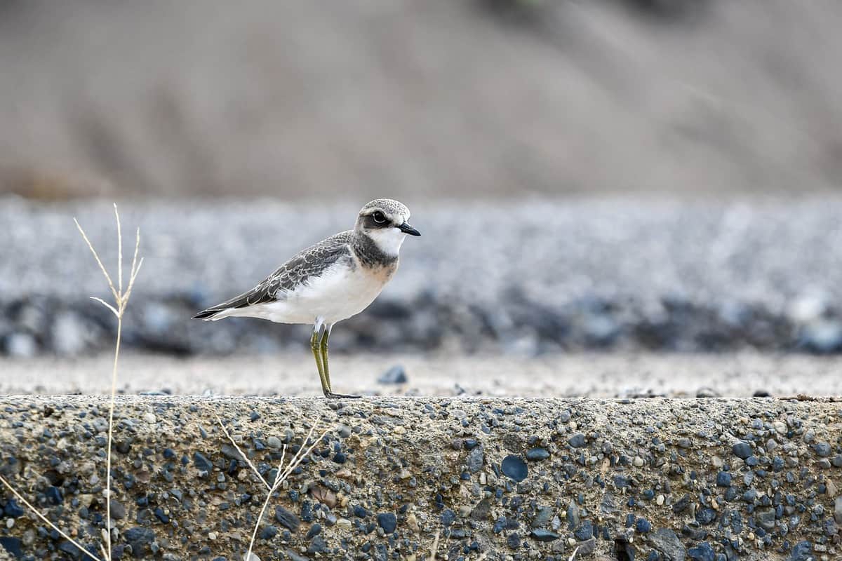 imagen de pájaro pequeño