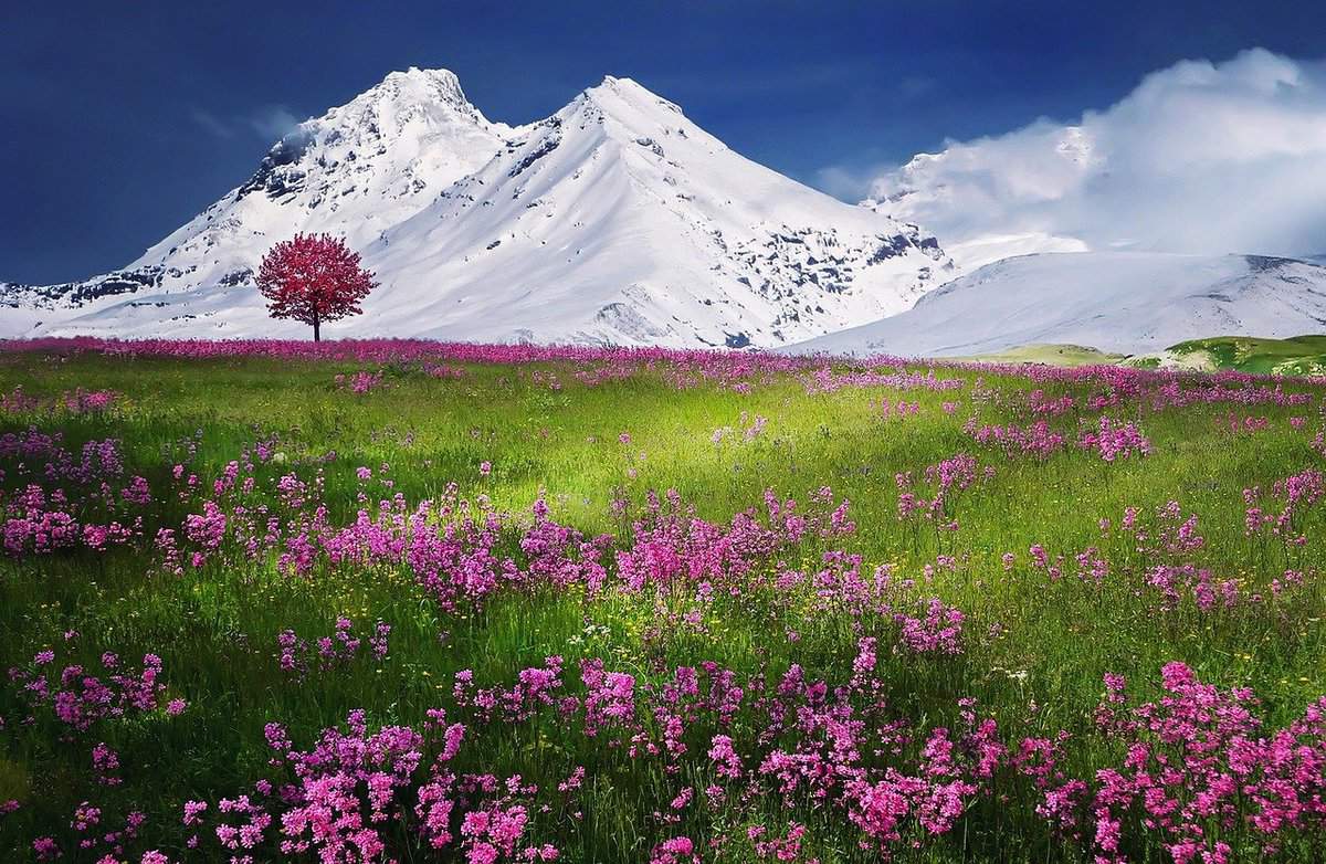 field - flowers - mountains