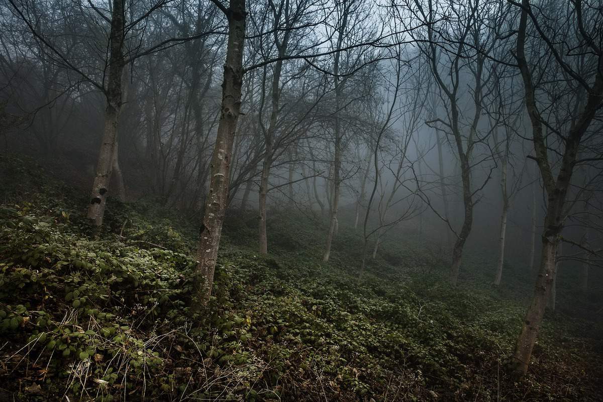 trees- mist - woods