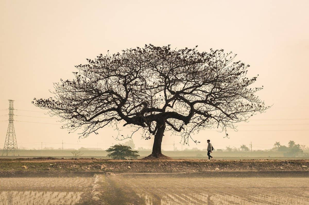 cenário-paisagem-árvore