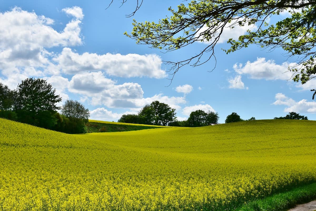 Green-meadow-field