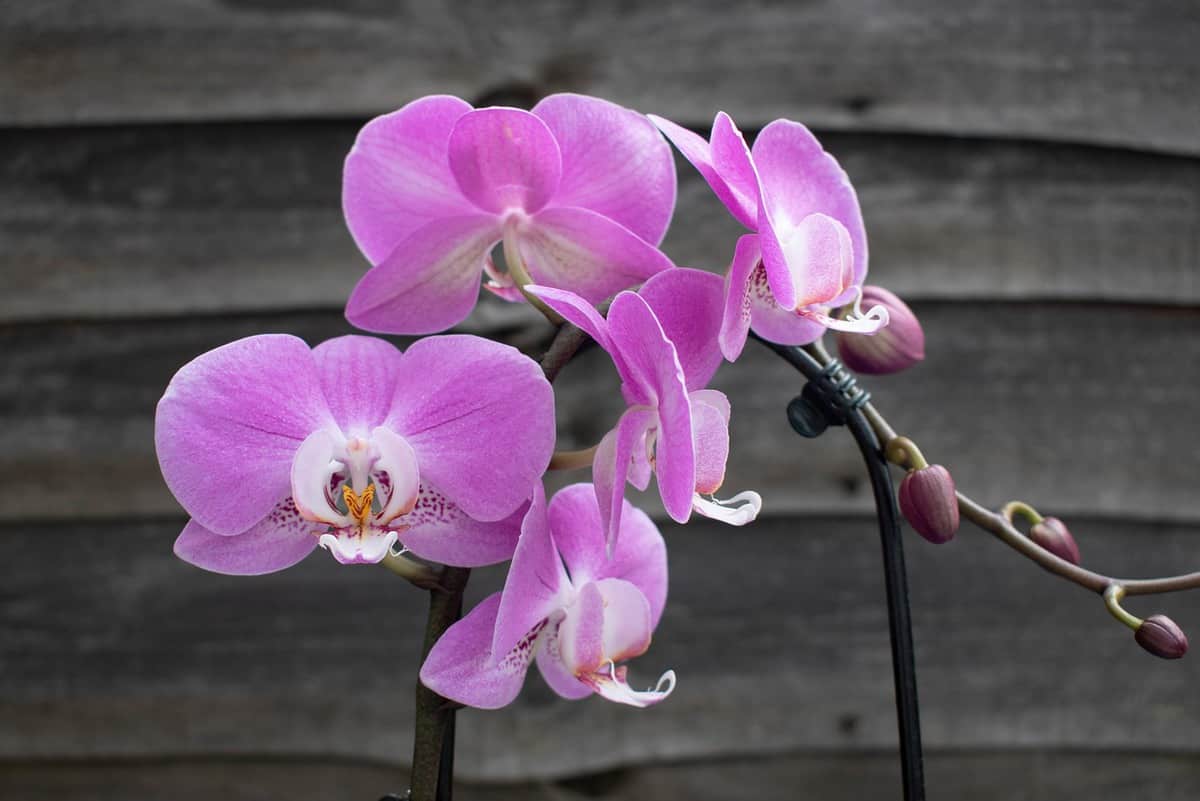 flowers - flowering - blossoming