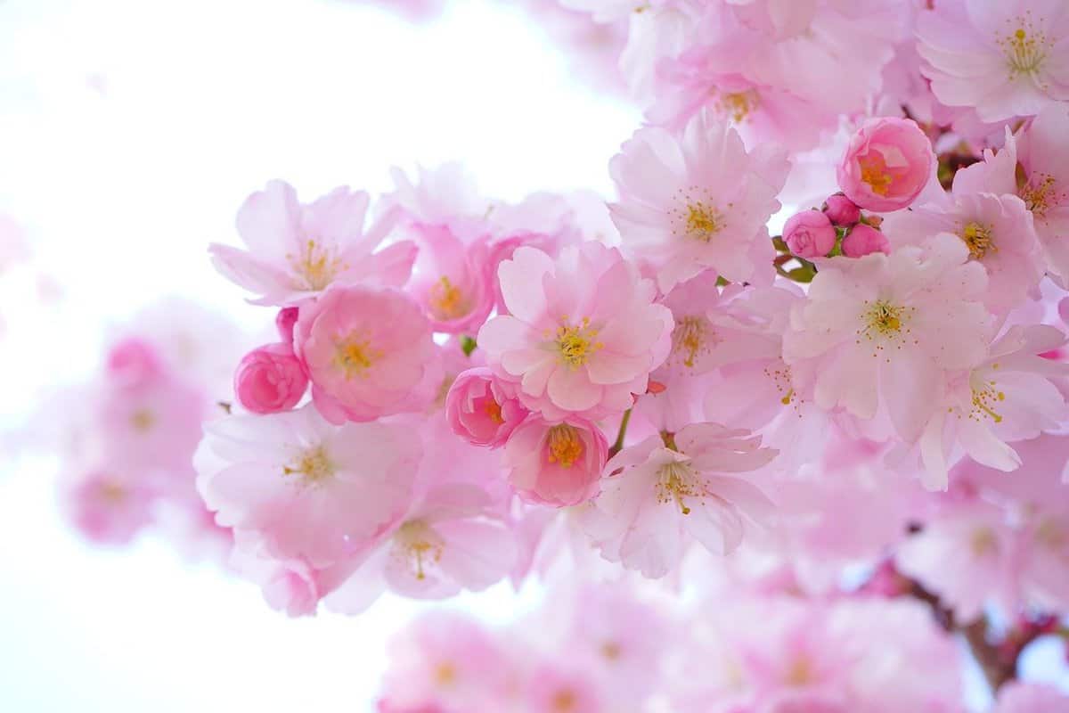 flores - florescência - rosa