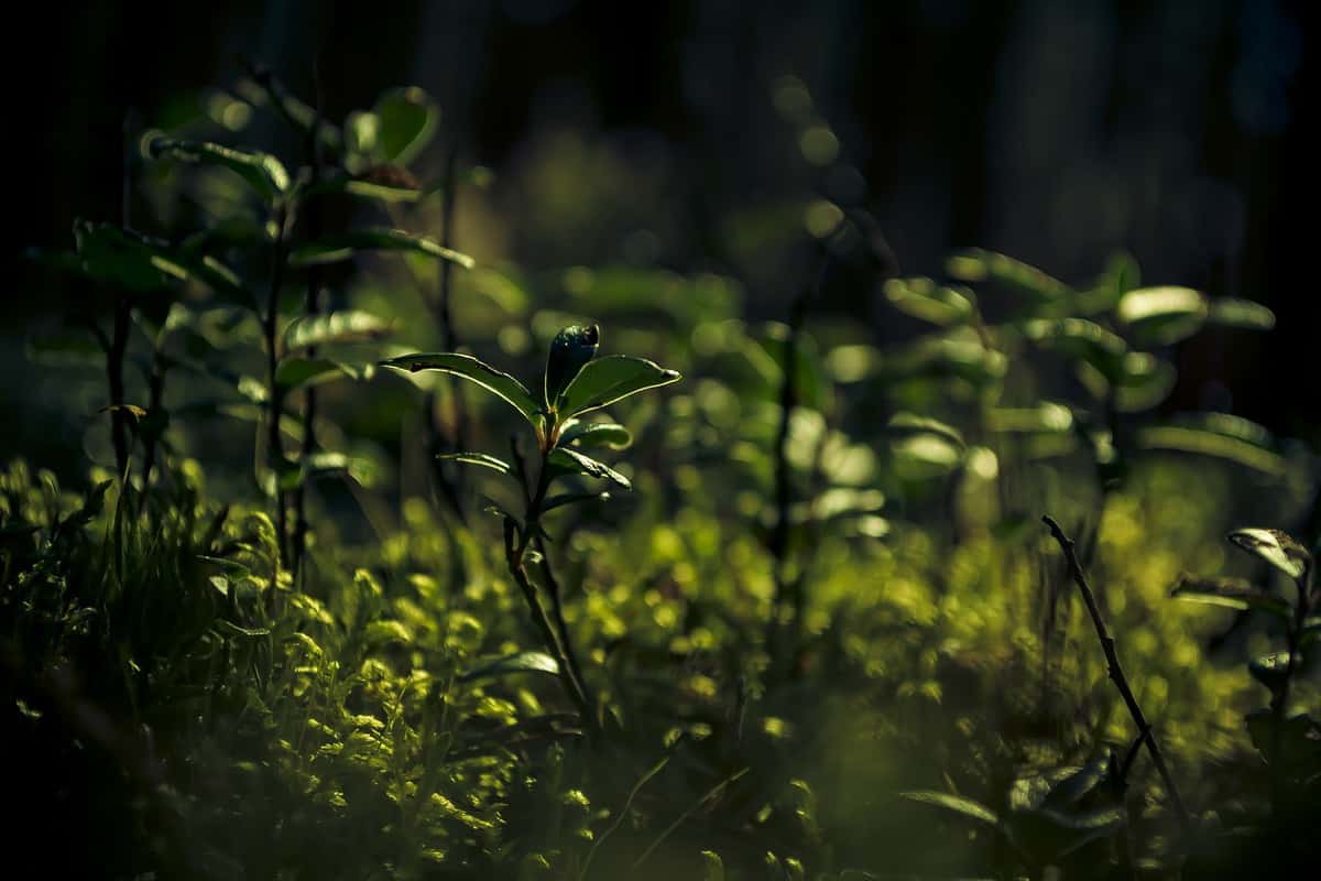 绿色植物种植