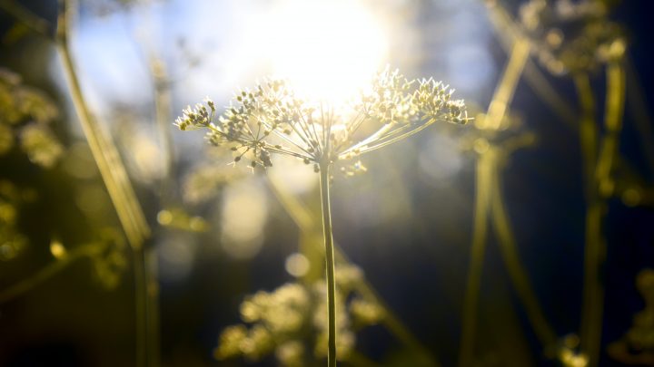 10 Plants with Spiritual Significance