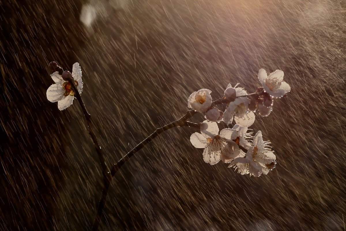 flor en la lluvia