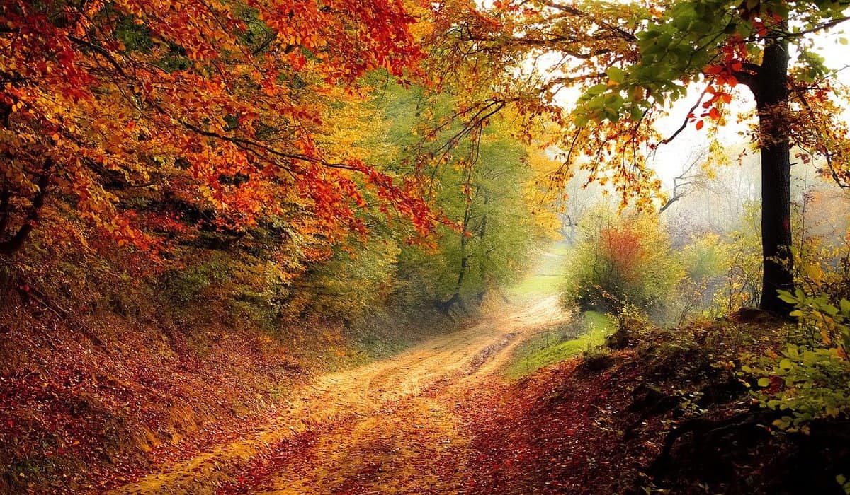 forest - path - light