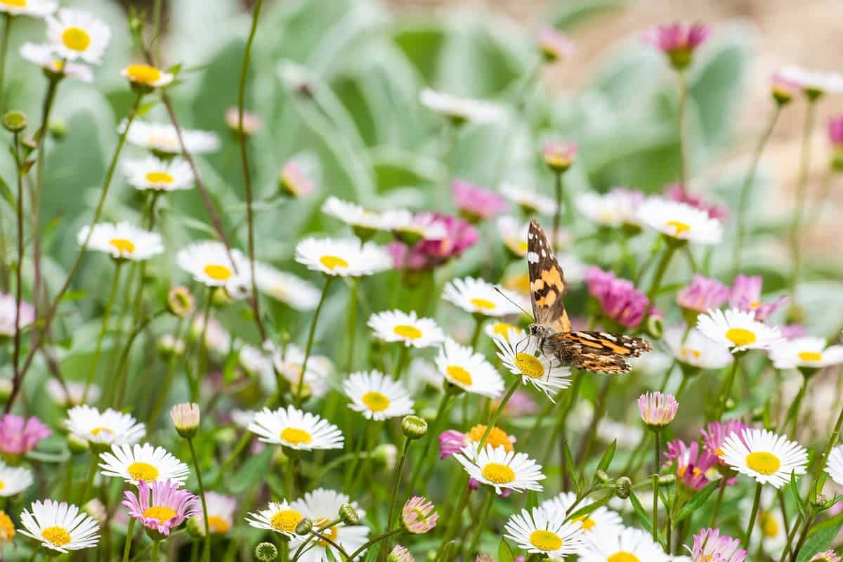 flowers - flowering - growing