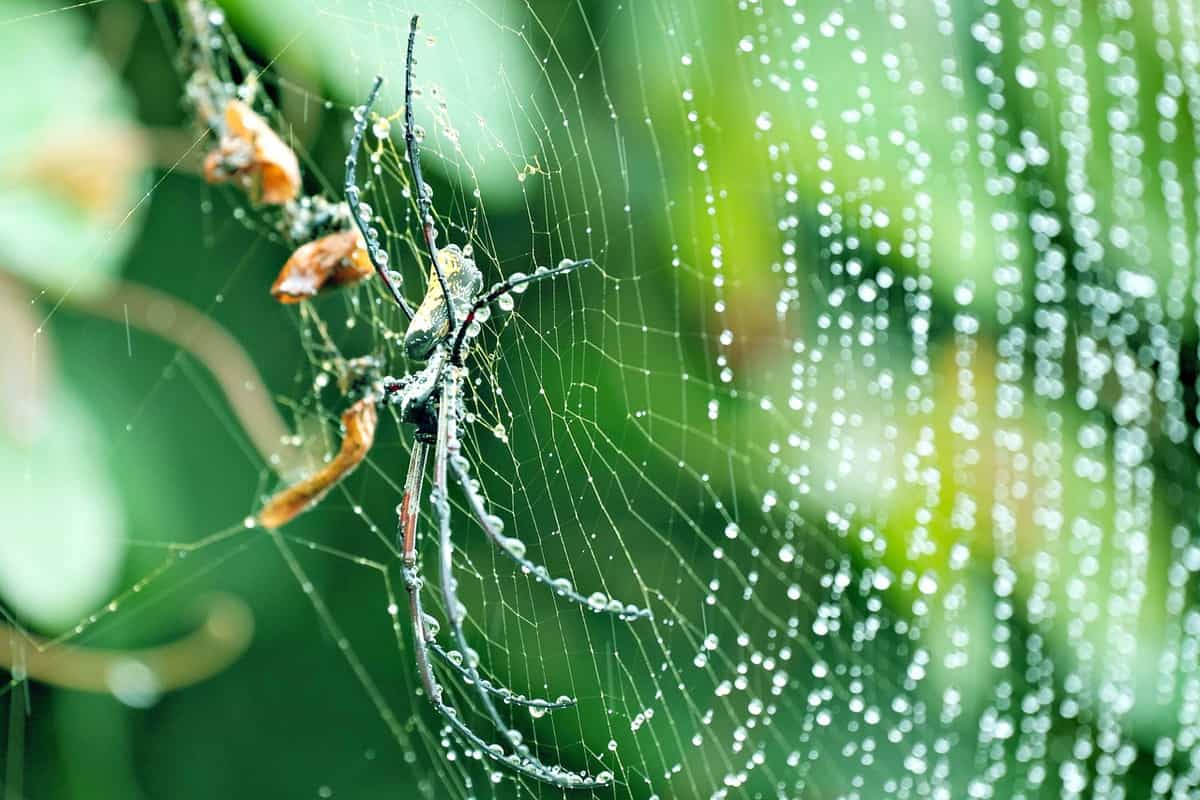 spider-spinning-web