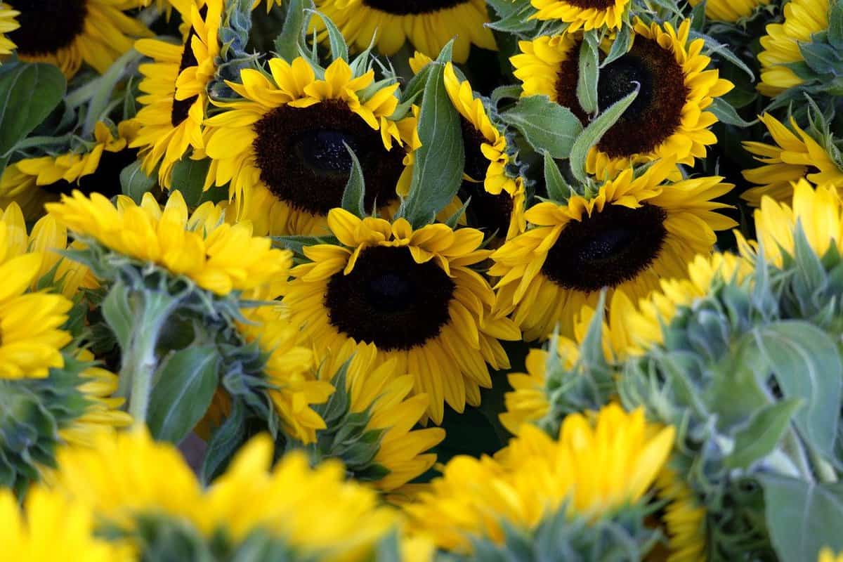 plants-green-yellow