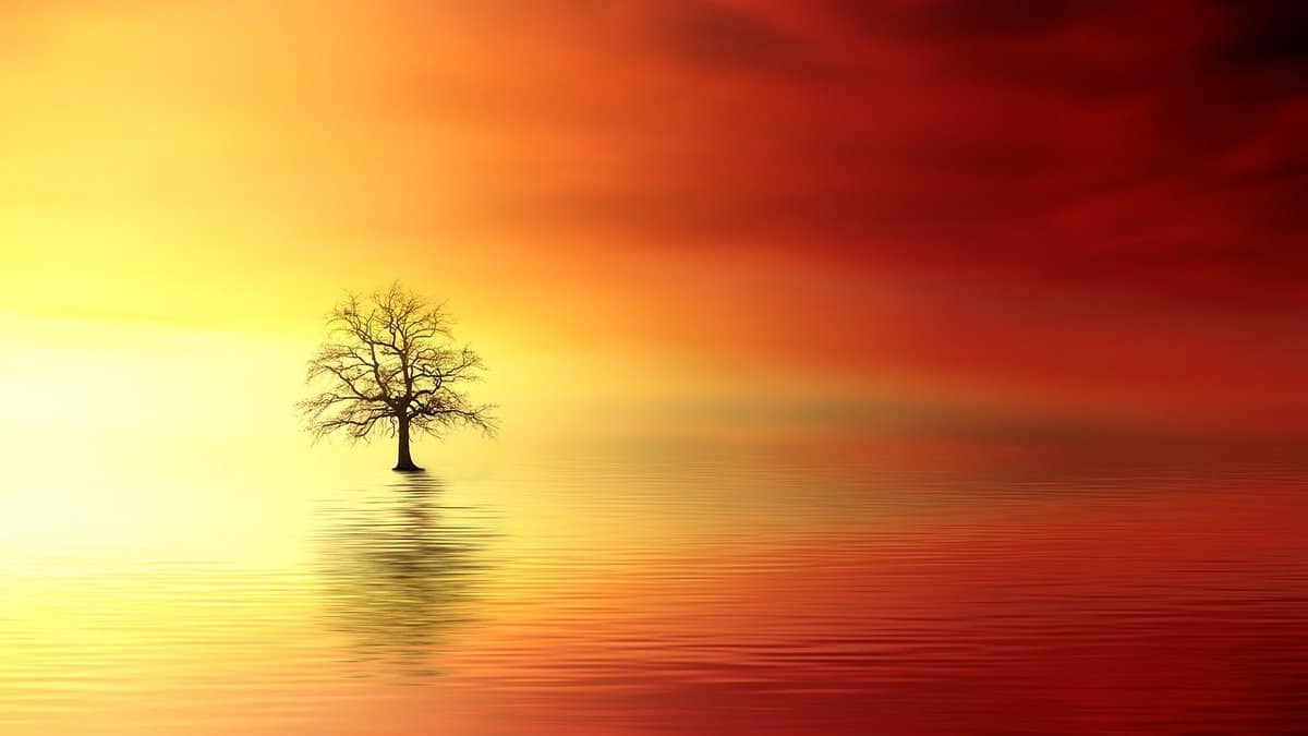 water-tree-landscape