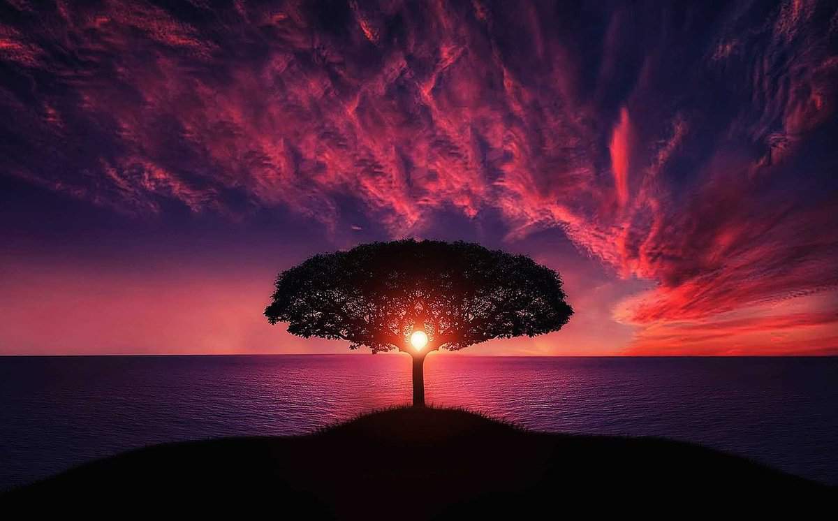 sunset - tree - light