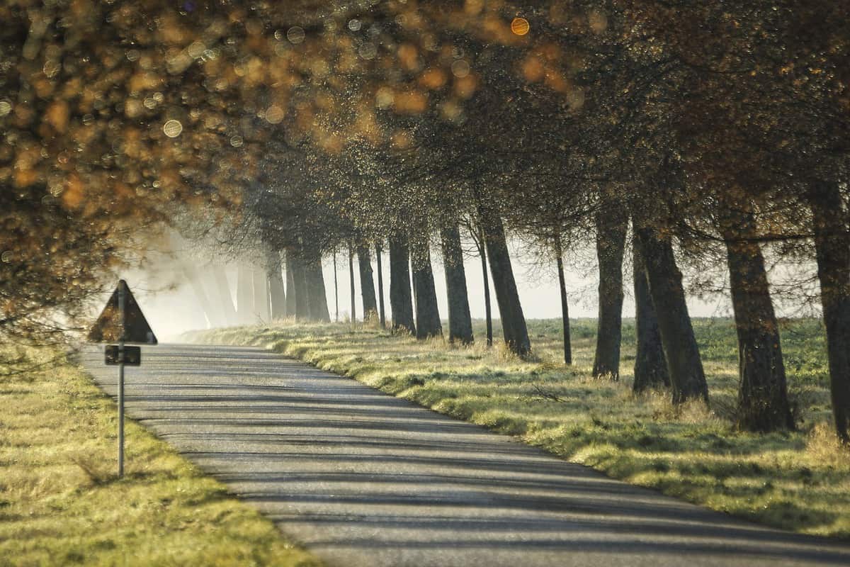 bosque-carretera