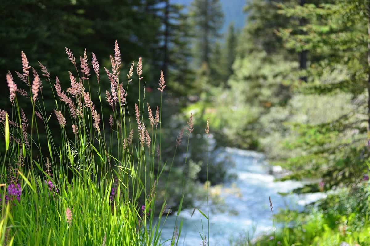 plants-growing-nature