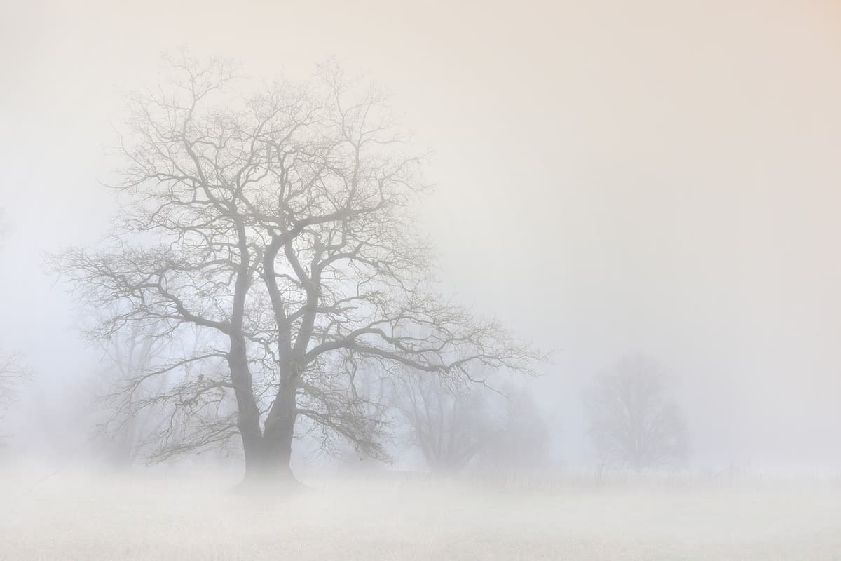 nevoeiro - árvore - sozinho