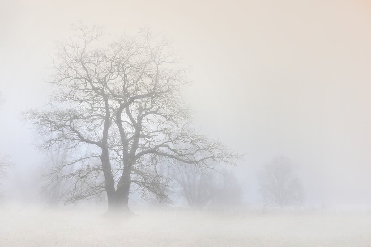 niebla - árbol - solo