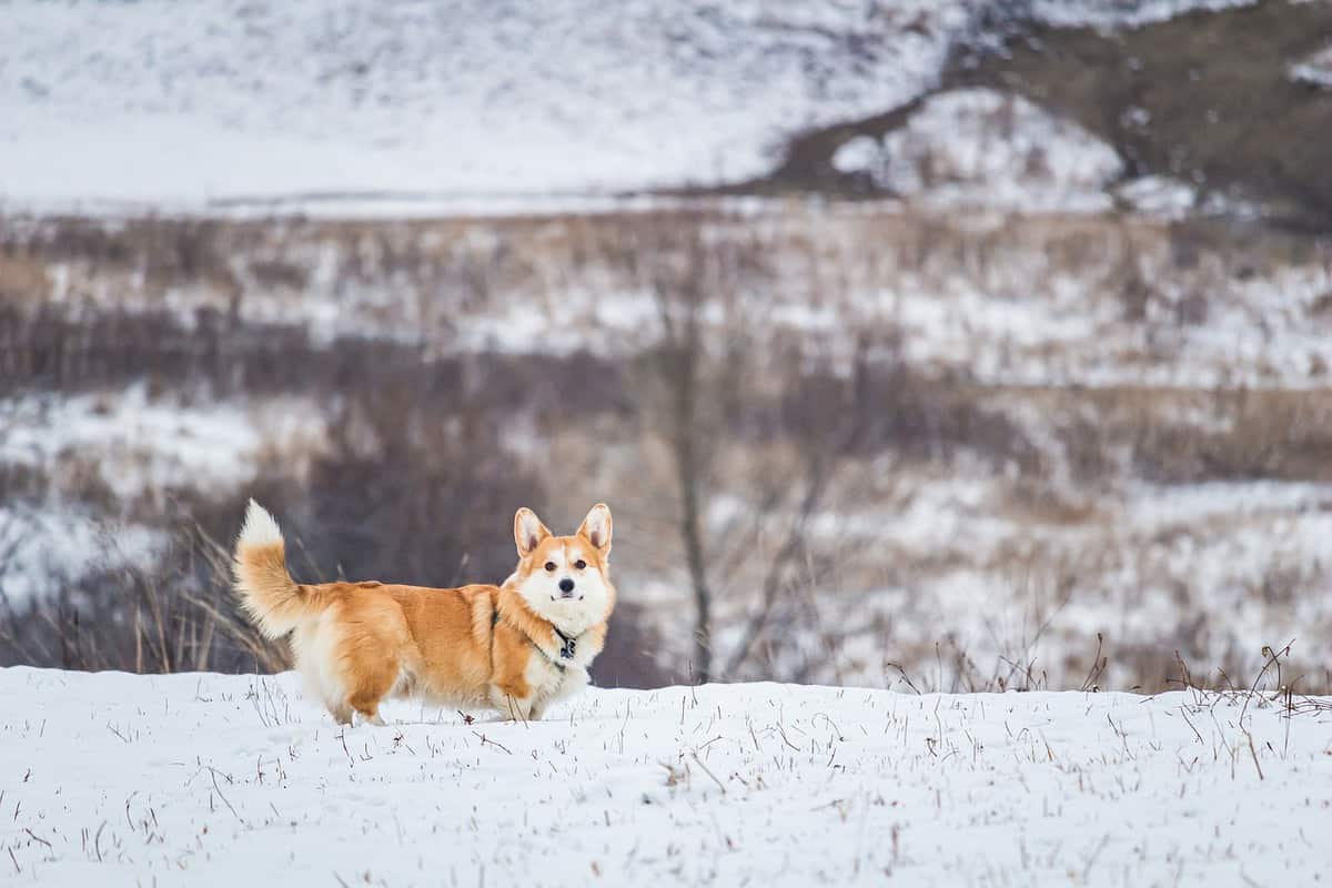 neve-natureza-paisagem