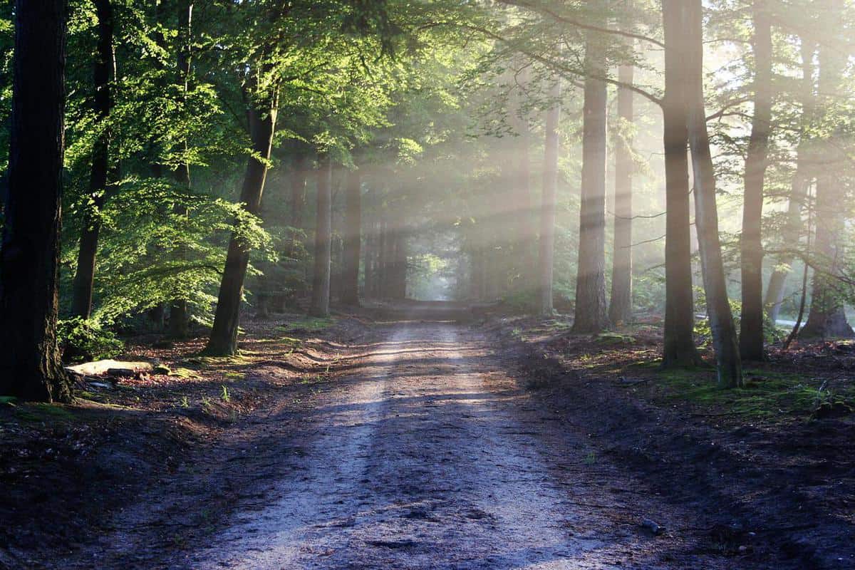 country-road-forest