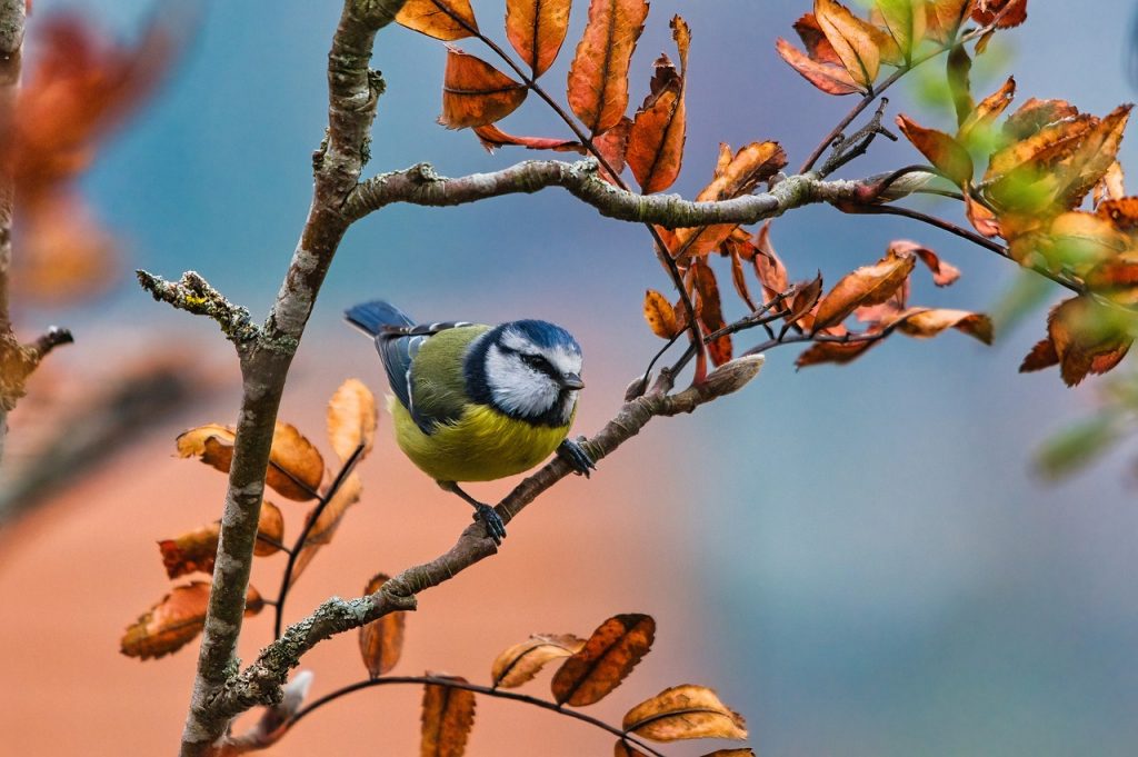 bird-branches-singing