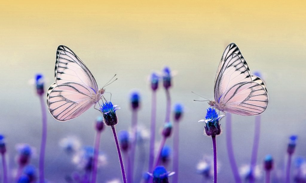 butterflies-are-friends