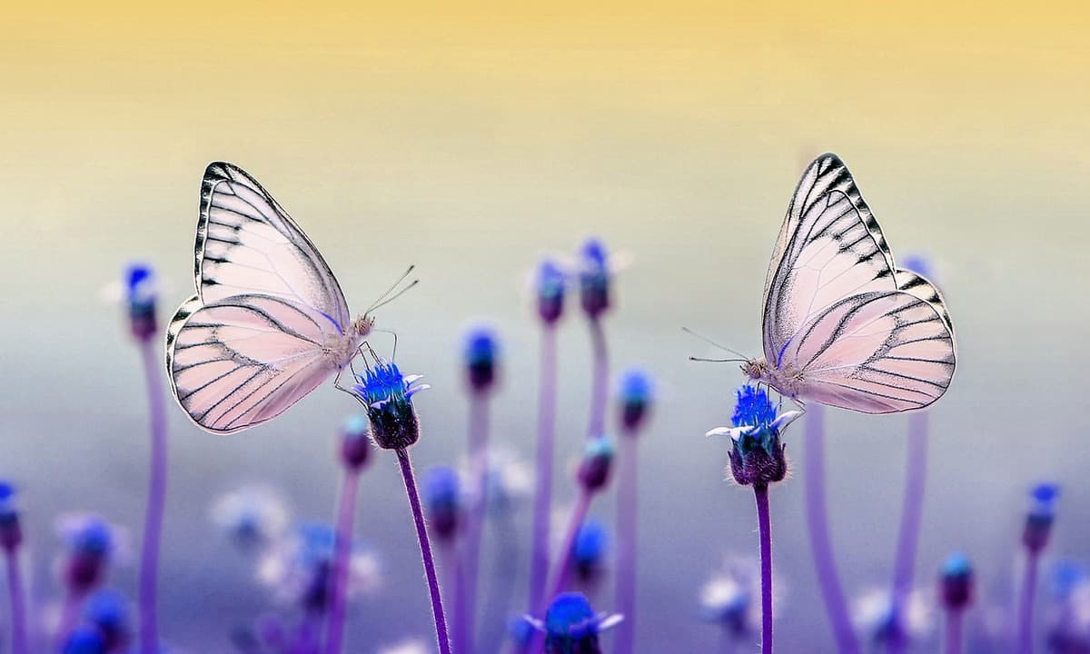 butterflies-are-friends