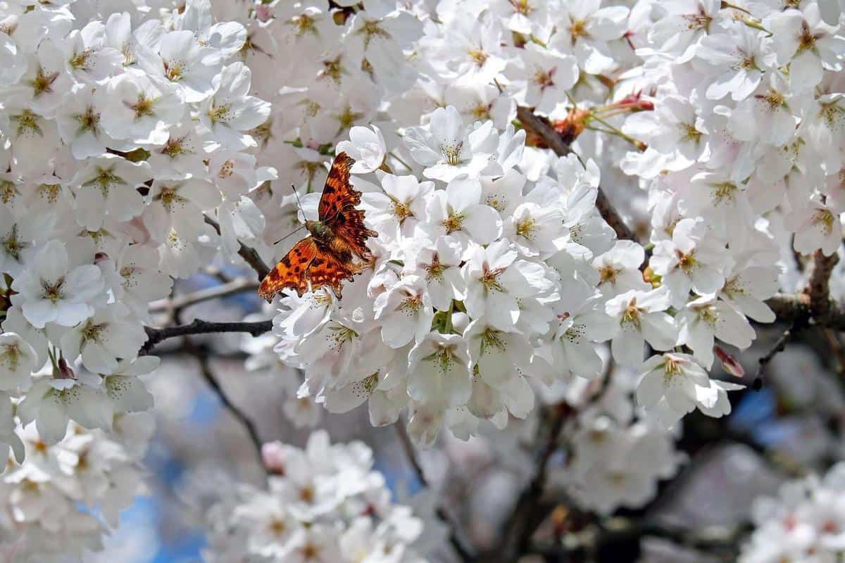 white-blossoms-spring