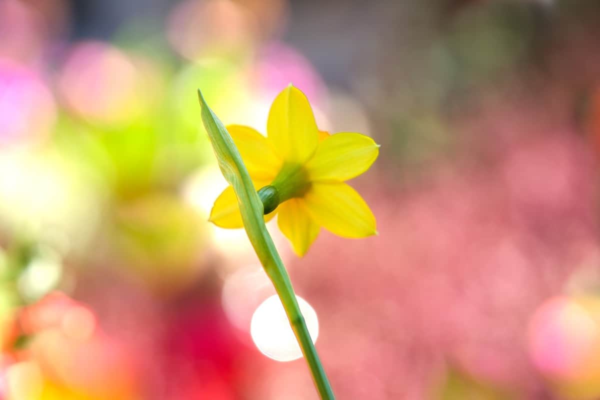 花咲く黄色