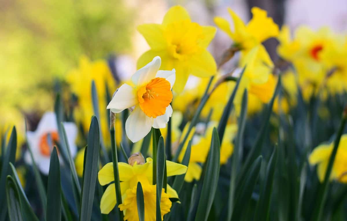 beautiful-yellow-petals