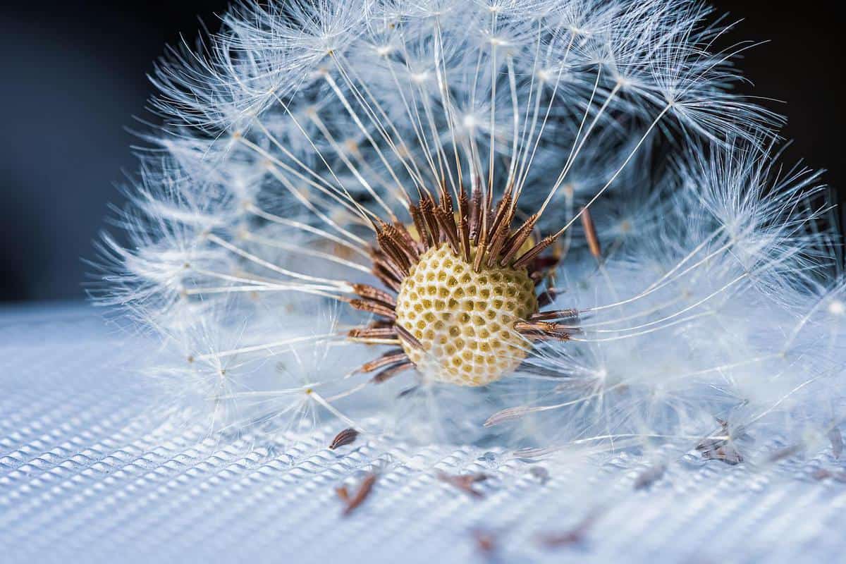 fiore vecchio morto