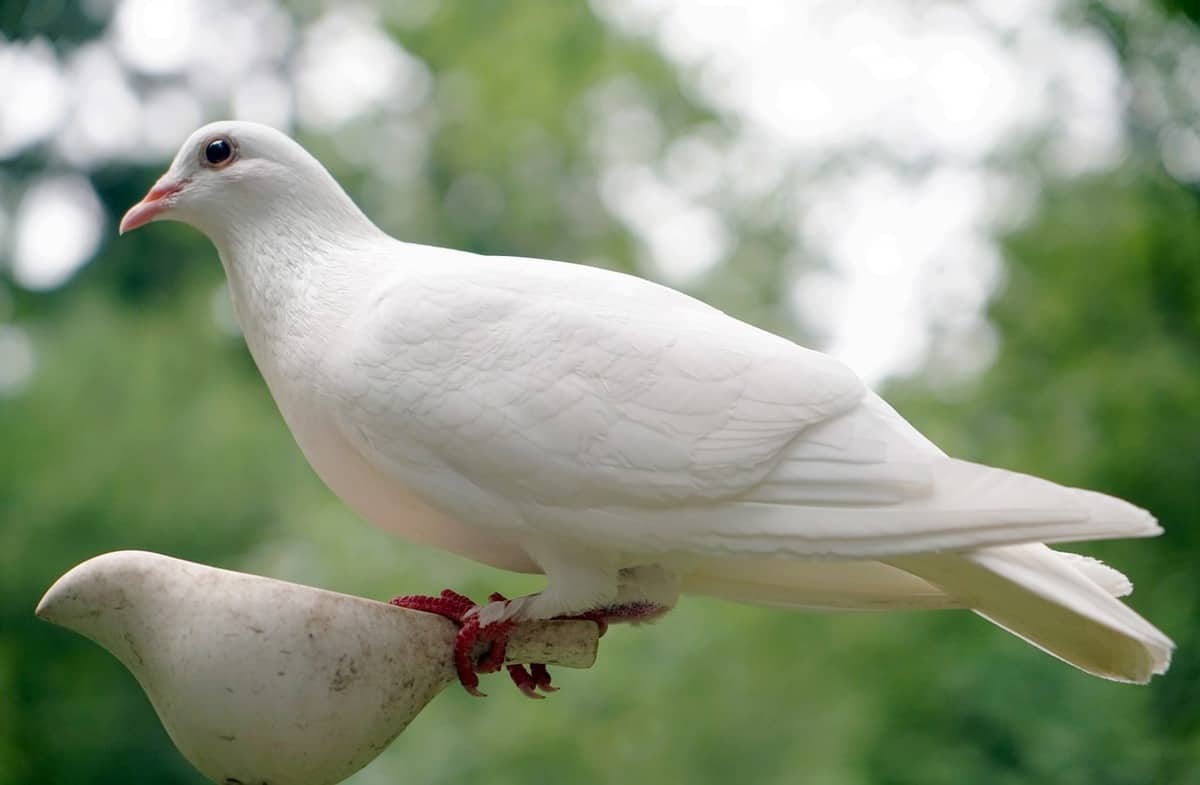 鳩の純潔